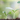 How to Plant Trees From Seeds