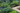 What is Deep Root Watering For The Garden?