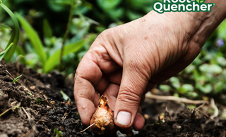 healthy soil for fall planting