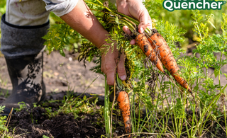 Gardening in the fall, pulling up carrots