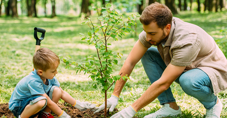 How to deep root water and irrigate your trees & shrubs – Root Quencher