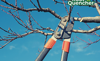 Expert tips for pruning trees