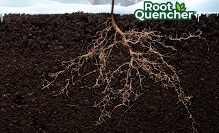 Deep Root Watering In Winter